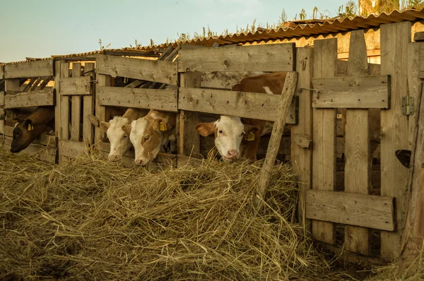 pets on the farm