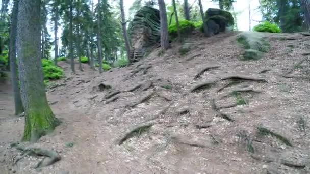 Gå på skogen spåren mellan klipporna i den soliga sommardag. — Stockvideo