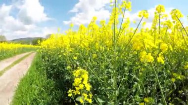 Kamera kolza tohumu alanının üstünde hareket.