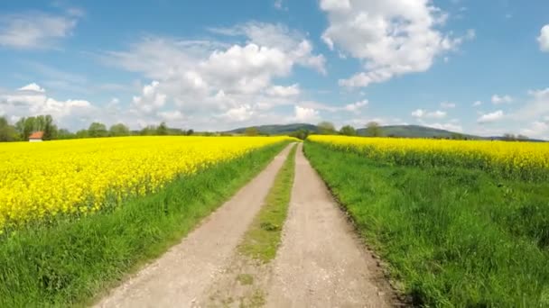 Lopen op de weg tussen twee velden met koolzaad. — Stockvideo