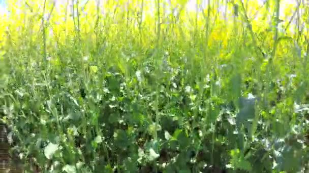 Bewegen van de camera boven koolzaad veld. — Stockvideo