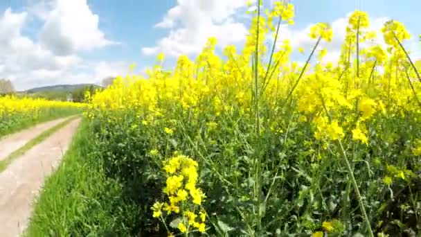 Déplacer la caméra au-dessus du champ de colza .