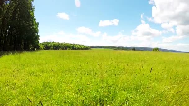 春天草地和森林 — 图库视频影像