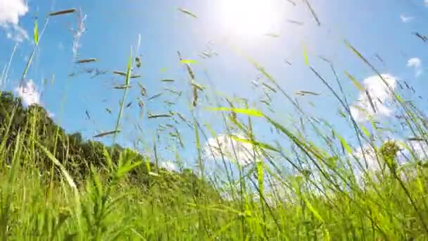 Prado de primavera en el viento y el sol — Vídeo de stock