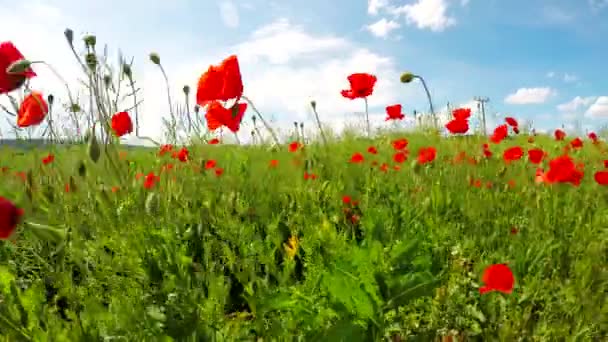 Gebied van bloeiende papavers — Stockvideo