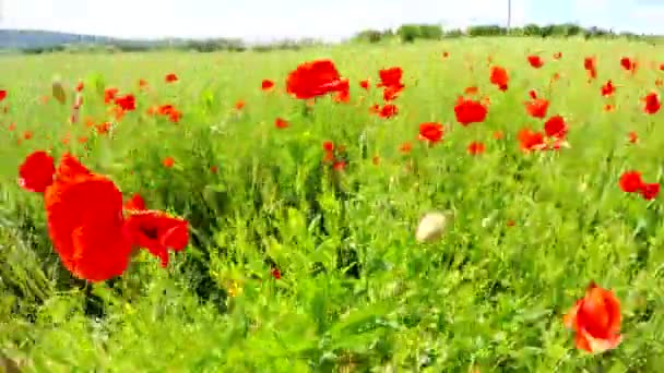 Campo de amapolas florecientes — Vídeos de Stock