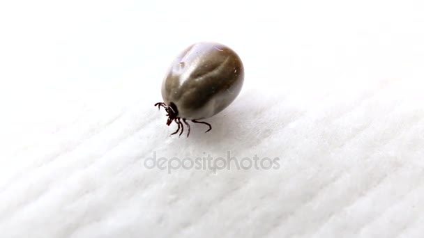 Aracnídeo parasitário - carrapato — Vídeo de Stock