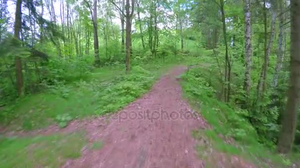 Promenade sur les pistes forestières dans la journée ensoleillée d'été .