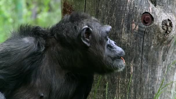 Chimpanzé commun (lat. Troglodytes paneuropéens )