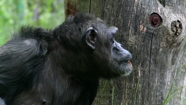 Chimpansee (lat. Pan troglodytes) — Stockvideo