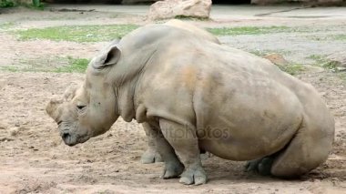 Güney beyaz gergedan (lat. Ceratotherium simum simum)