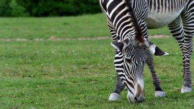 Grvy'nın zebra (lat. Equus grevyi)