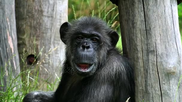 Chimpanzé comum (lat. Panela troglodytes ) — Vídeo de Stock