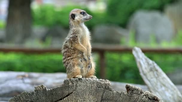 Meerkat or suricate (lat Suricata suricatta) — Stock Video
