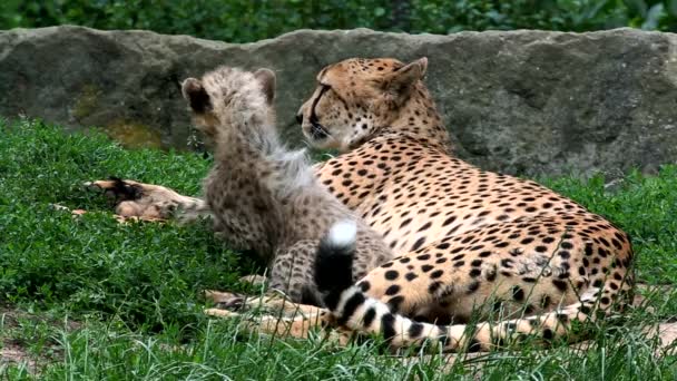 Cheetah (lat. Acinonyx jubatus) — Stock Video
