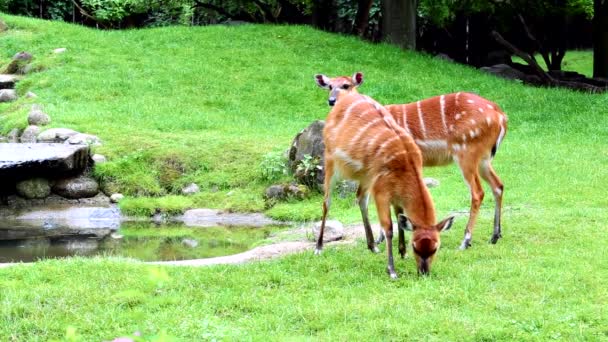 Sitatunga 或 marshbuck (捻 spekii) — 图库视频影像