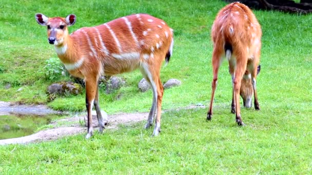 Antilopa nebo marshbuck (Tragelaphus spekeii) — Stock video