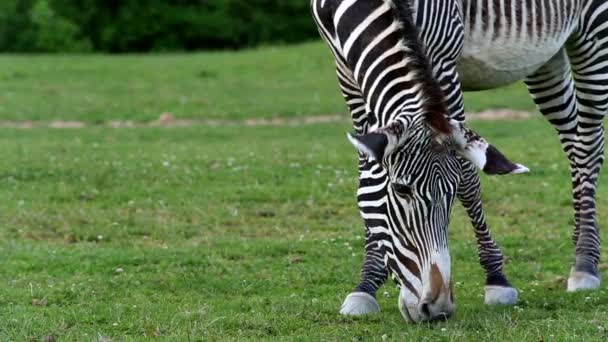 Grvy'nın zebra (lat. Equus grevyi) — Stok video