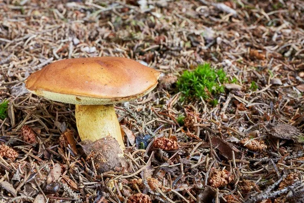 Imleria badia. Houby v přirozeném prostředí. — Stock fotografie