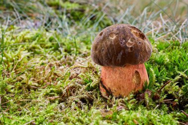 Neoboletus luridiformis doğal ortamda