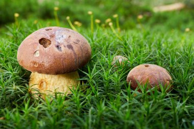 Imleria badia. Mantar doğal ortamda.