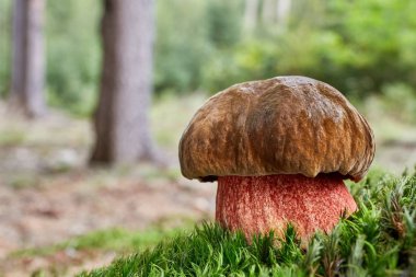 Neoboletus luridiformis doğal ortamda