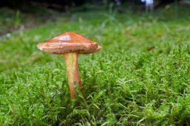 Chalciporus piperatus doğal ortamda.