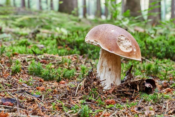 Boletus mantarı. Mantar doğal ortamda. — Stok fotoğraf