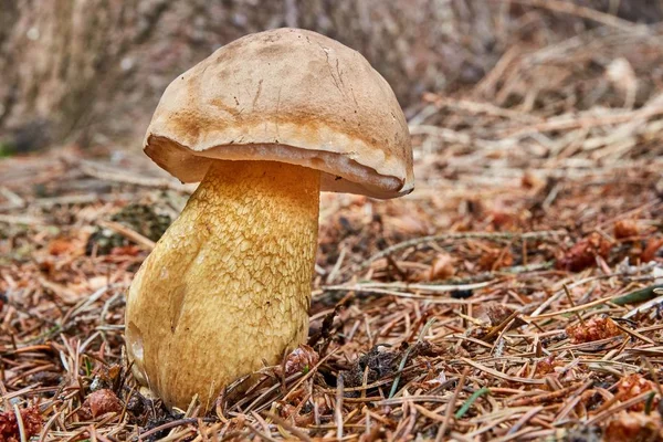 Tylopilus felleus in the natural environment. — Stock Photo, Image