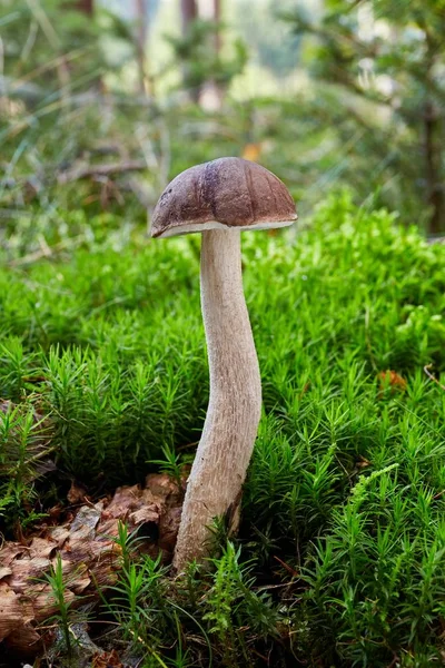 Fungus Leccinum cyaneobasileucum — Stock Photo, Image