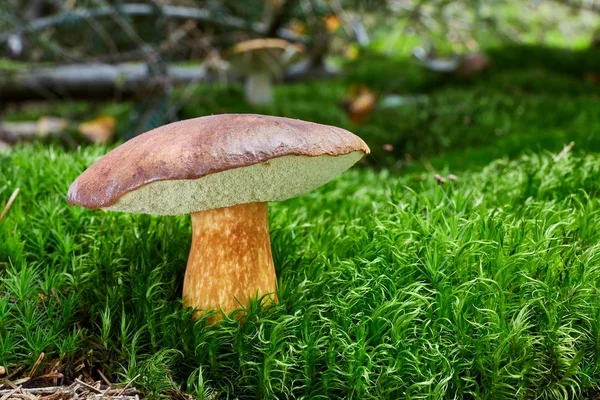 Imleria badia. Fungus in the natural environment. — Stock Photo, Image