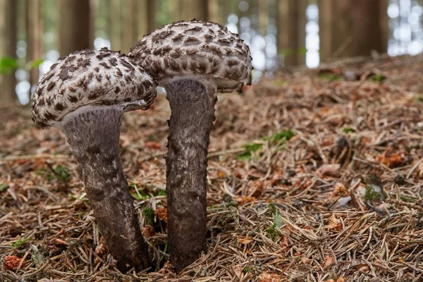 Strobilomyces floccopus in der natürlichen Umgebung — Stockfoto