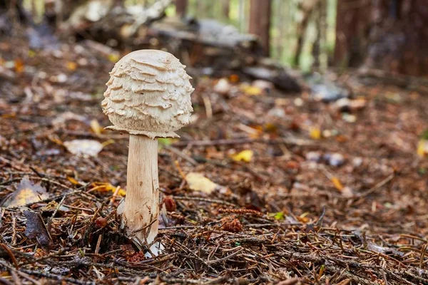Chlorophyllum olivieri in the natural environment. — Stock Photo, Image