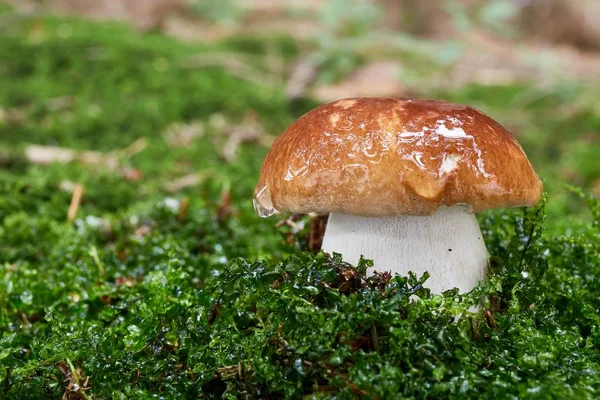 Boletus edulis. Fungo no ambiente natural . — Fotografia de Stock