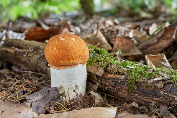 Leccinum aurantiacum en el entorno natural . —  Fotos de Stock