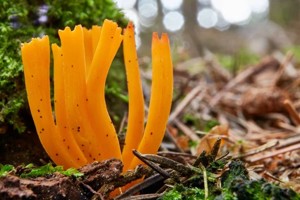 Calocera viscosa no ambiente natural . — Fotografia de Stock