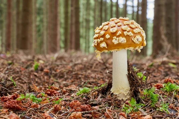 Amanita muscaria nell'ambiente naturale . — Foto Stock