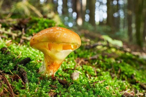 Suillus grevillei in the natural environment. — Stock Photo, Image