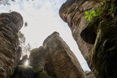 kumtaşı kaya - Prachovske skaly (Prachov kayalar)