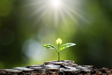 Bozuk para yığınında yetişen fidanlar arasında ağaçları sel basan beyaz ışık, iş fikirleri, tasarruf ve ekonomik büyüme yer alıyor..