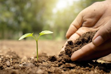 Tohum ekmek, Dünya Günü konsepti, küresel ısınma azaltma kampanyası ve ekolojik dengeyi yönetmek de dahil olmak üzere bir insan elinin yakın çekimi..