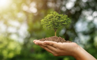 Ağaçlar, doğal yeşil arkaplan, bitki büyümesi ve çevresel koruma kavramına sahip insanların ellerinde toprağa ekilirler..