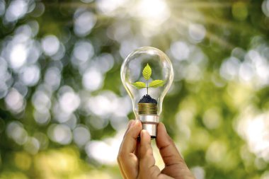 Enerji tasarrufu için lamba tutan genç bir kadının eli. Enerji tasarruflu bir lambada büyüyen küçük bir ağaç ve yenilenebilir enerjiye dönüşüyor..