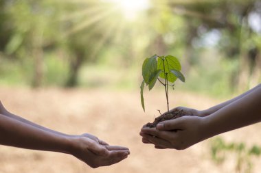 Yetişkin birinin eli, fidanı yere koyması için çocuğun eline gönderir. Çevreyi koruma ve dünyaya yeşil alan yaratmak için ağaç dikme fikri..