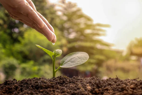 Bauern Gießen Kleine Pflanzen Hand Mit Dem Konzept Des Weltumwelttages — Stockfoto