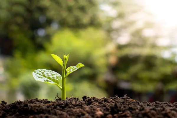 Seedlings are growing from fertile soil to the morning sun that glows the idea of ecological growth.