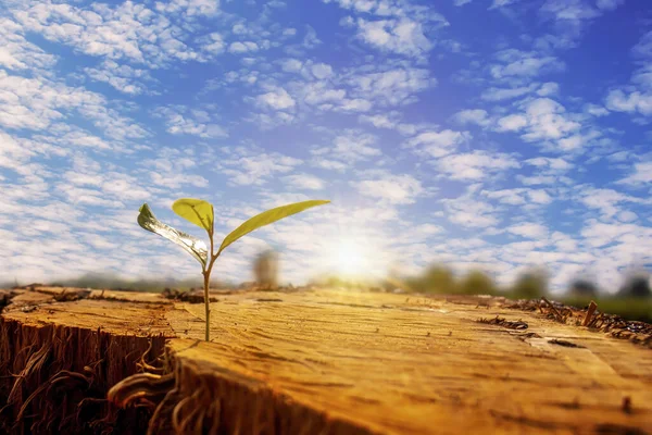 Kesilen Kütükte Filizlenen Fidanların Arasında Yükselen Güneş Bitki Büyümesi Kavramı — Stok fotoğraf