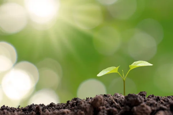 Pequeños Árboles Que Crecen Suelo Conceptos Crecimiento Vegetal Inversión Para — Foto de Stock