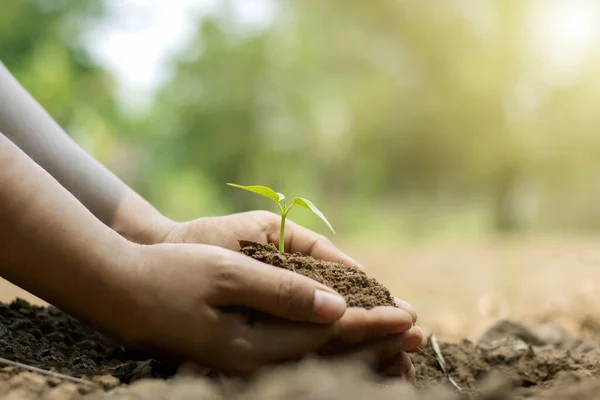 Close-up of a human hand holding a seedling, including planting the seedlings, the concept of Earth Day and the global warming reduction campaign.