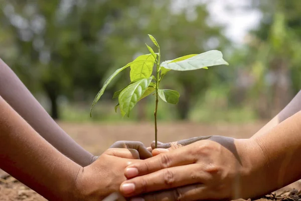 Mãos Menino Estão Ajudando Adultos Cultivar Pequenas Árvores Jardim Ideia — Fotografia de Stock